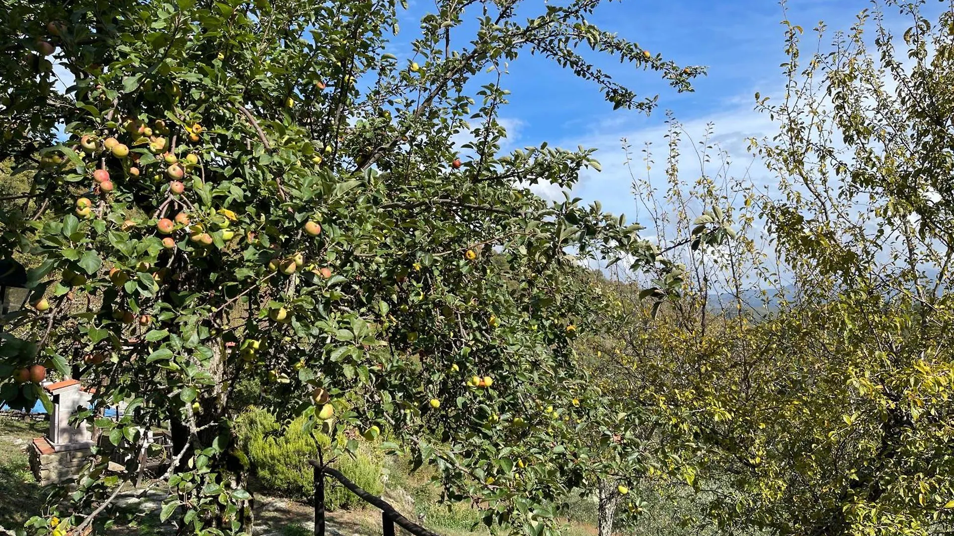 Bio Agriturismo Il Vigno Caprese Michelangelo