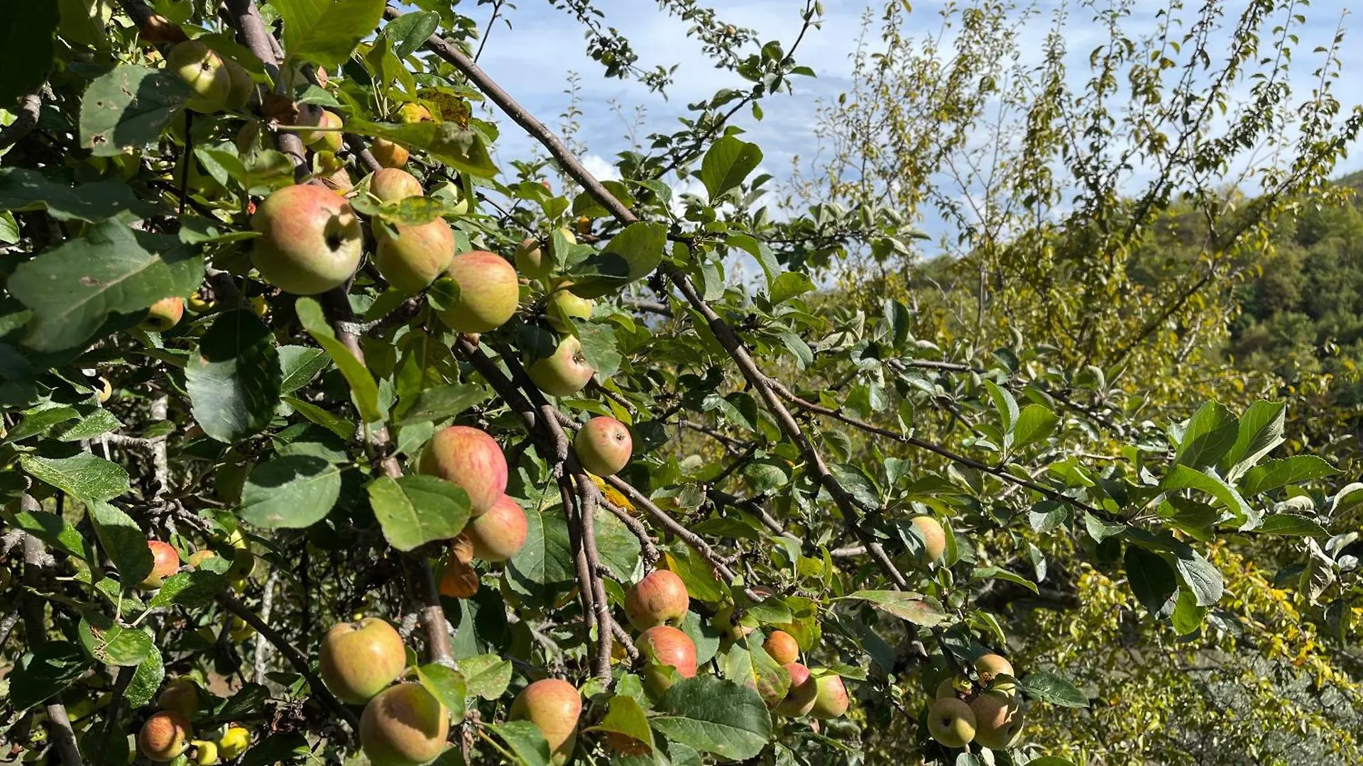 Bio Agriturismo Il Vigno Caprese Michelangelo Country house
