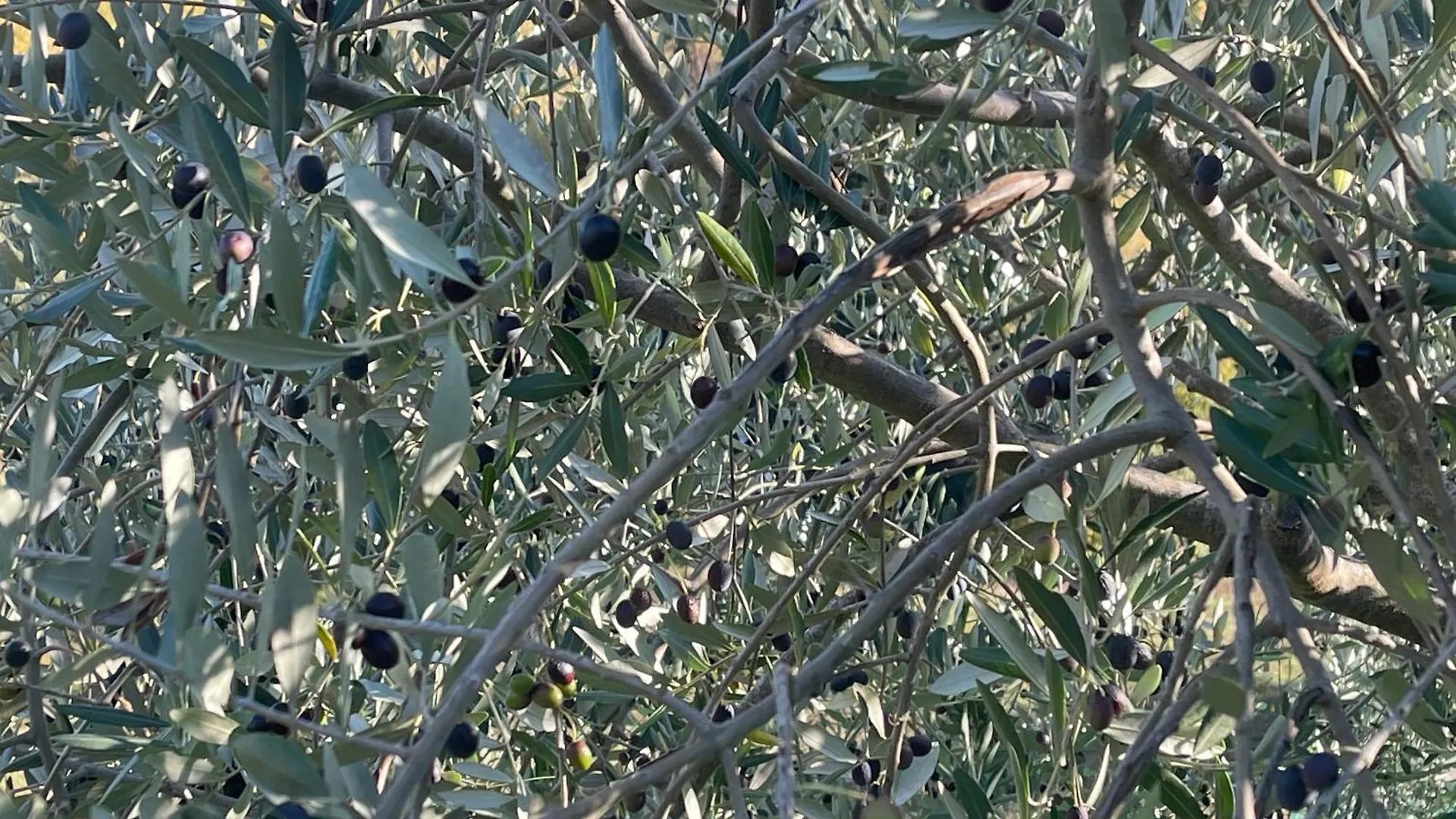 Country house Bio Agriturismo Il Vigno Caprese Michelangelo